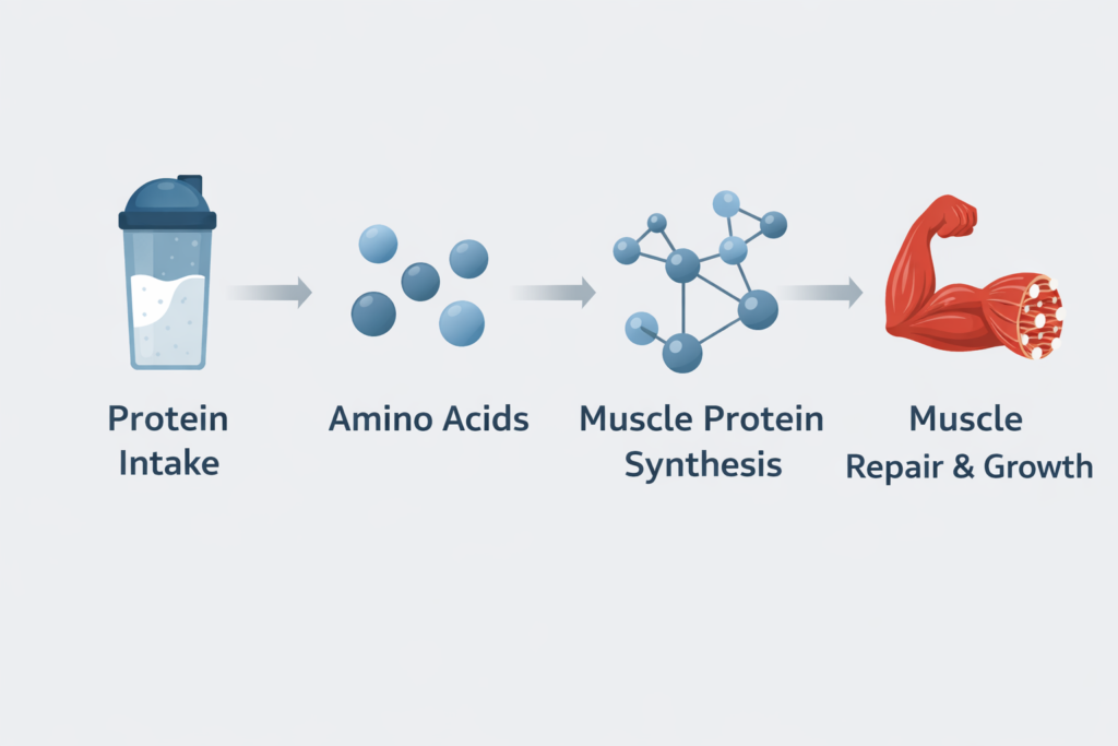 protein for muscle growth diagram showing protein intake, amino acids, muscle protein synthesis, and muscle repair