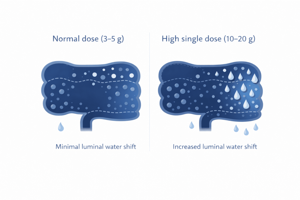 Creatine upset stomach mechanism comparing normal dose (3–5 g) and high single dose (10–20 g) showing differences in intestinal water shift.