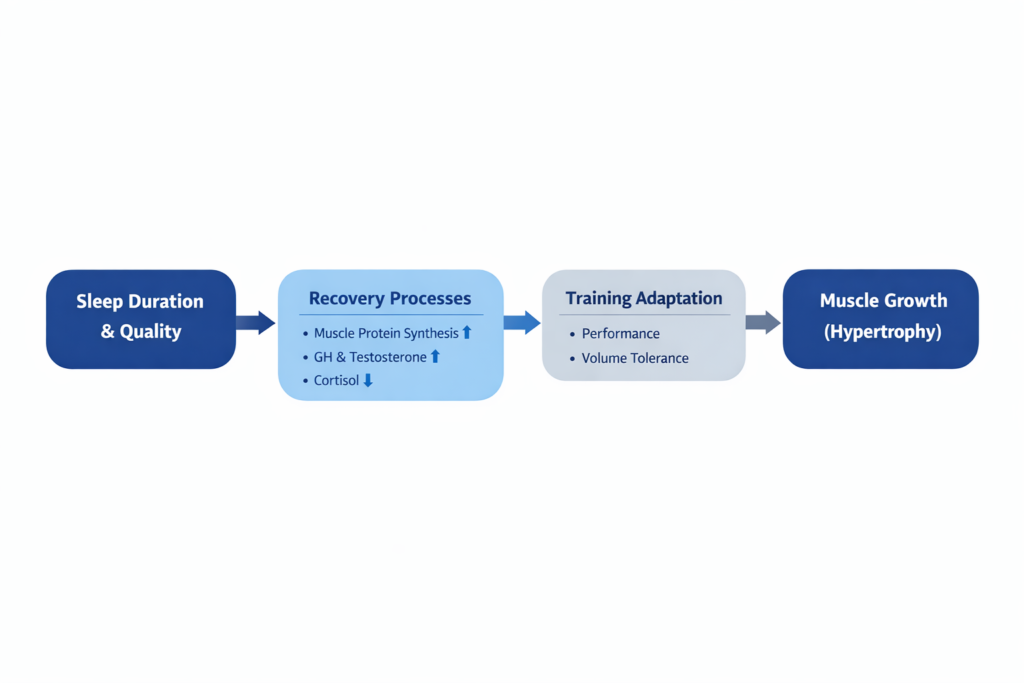 sleep and muscle growth diagram showing how sleep affects recovery, hormones, and hypertrophy
