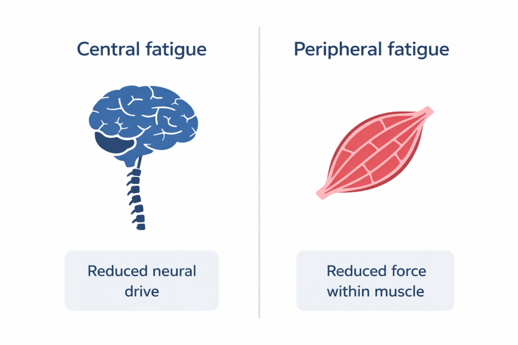 central vs peripheral fatigue diagram showing reduced neural drive from the nervous system versus reduced force production within the muscle