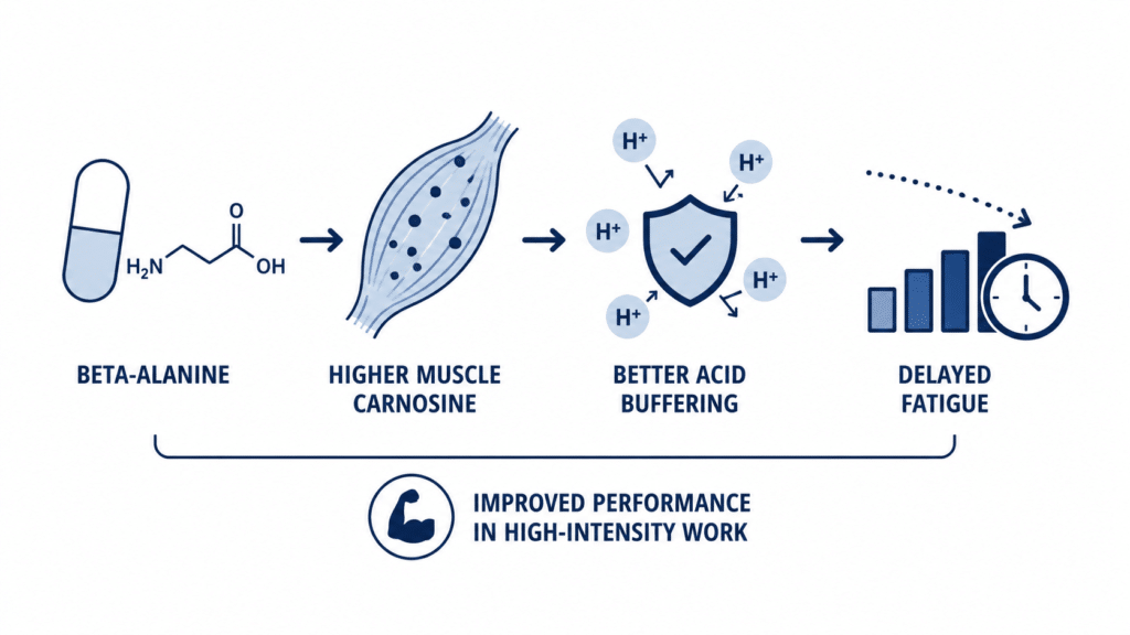 Diagram showing how beta-alanine increases muscle carnosine, improves acid buffering, and may delay fatigue during high-intensity exercise.
