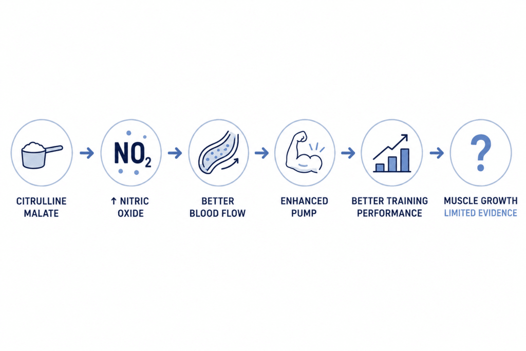 Infographic explaining how citrulline malate may increase nitric oxide, improve blood flow, enhance the muscle pump, and slightly improve training performance, while evidence for muscle growth remains limited.