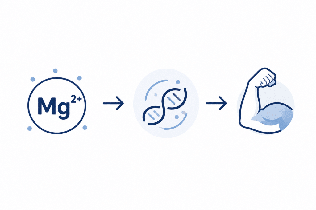 Minimal vector illustration showing magnesium (Mg²⁺), cellular function, and muscle growth.
