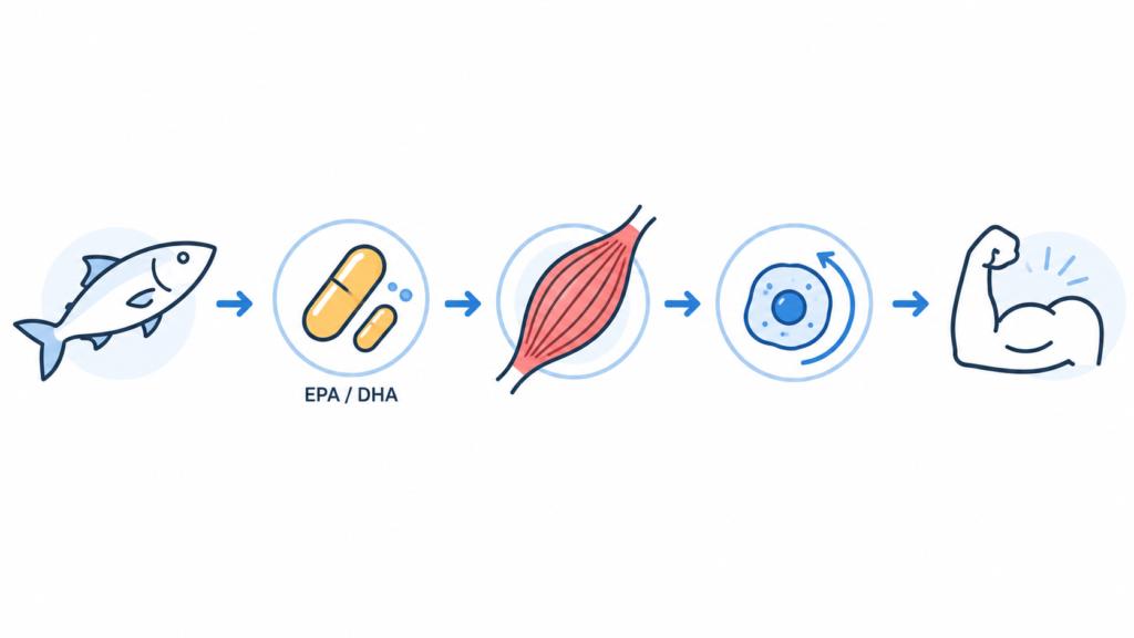 Vector illustration of omega-3, EPA, DHA, and muscle growth for strength training and hypertrophy.