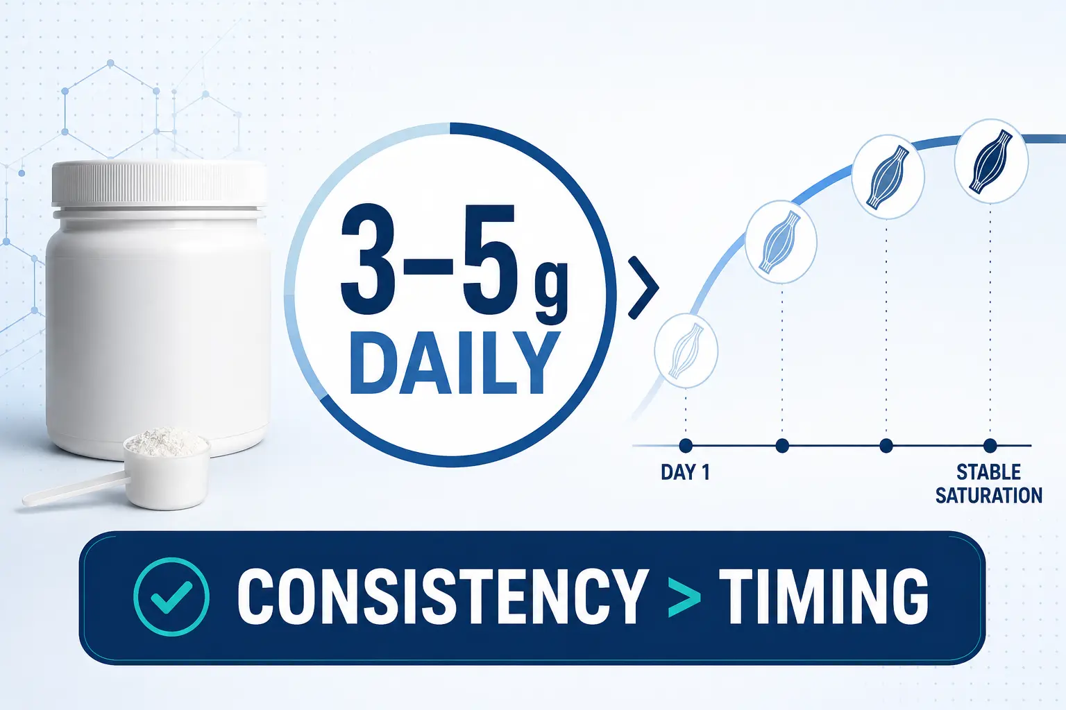 Creatine monohydrate dose of 3–5 grams per day shown alongside a gradual muscle-saturation timeline.